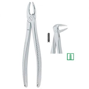 Extracting Forceps. English Pattern, Medium 1300