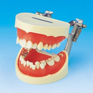 Tooth Brushing Demonstration Model [PE-STP002]