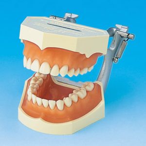Study Model With Removable Teeth [PE-ANA002]