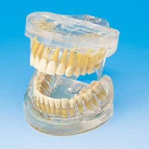 Transparent Jaw Model With Teeth [PE-ANA005]