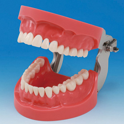 Hard Gingiva Jaw Model (32 teeth) [PRO2001-UL-HD-FEM-32]