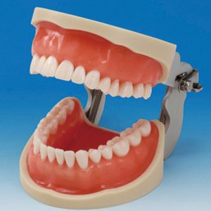 Operative Jaw Model (32 teeth) [CON2001-UL-UP-FEM-32]