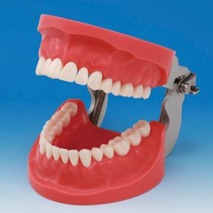 Prosthetic Restoration Jaw Model (32 teeth) [CON2001-UL-HD-FEM-32]