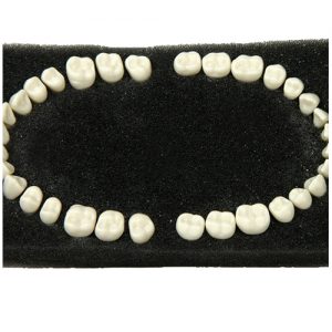 Standard Teeth Model