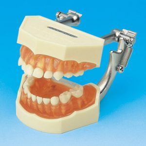 Study Model With Removable Teeth (PRIMARY) [PE-ANA003] (Transparent pink silicone gingiva)