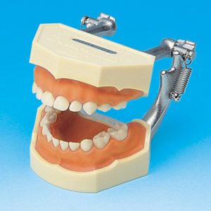 Study Model With Removable Teeth (PRIMARY) [PE-ANA004] (Pink silicone gingiva)
