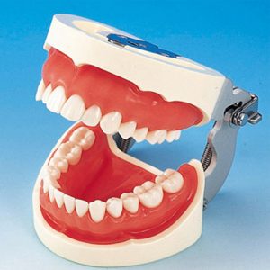 Prosthetic Restoration Jaw Model (28 teeth) [PRO2002-UL-SP-FEM-28]