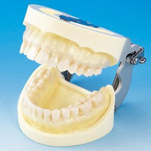 Prosthetic Restoration Jaw Model (28 teeth) [PRO2002-UL-SC-FEM-28]