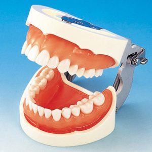 Prosthetic Restoration Jaw Model (28 teeth) [PRO2002-UL-UP-FEM-28]