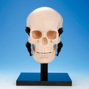 Jaw Function Skull Model [ANA1001-T]