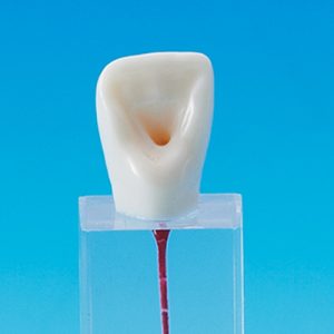 Root Canal Model [E-END3N Series]